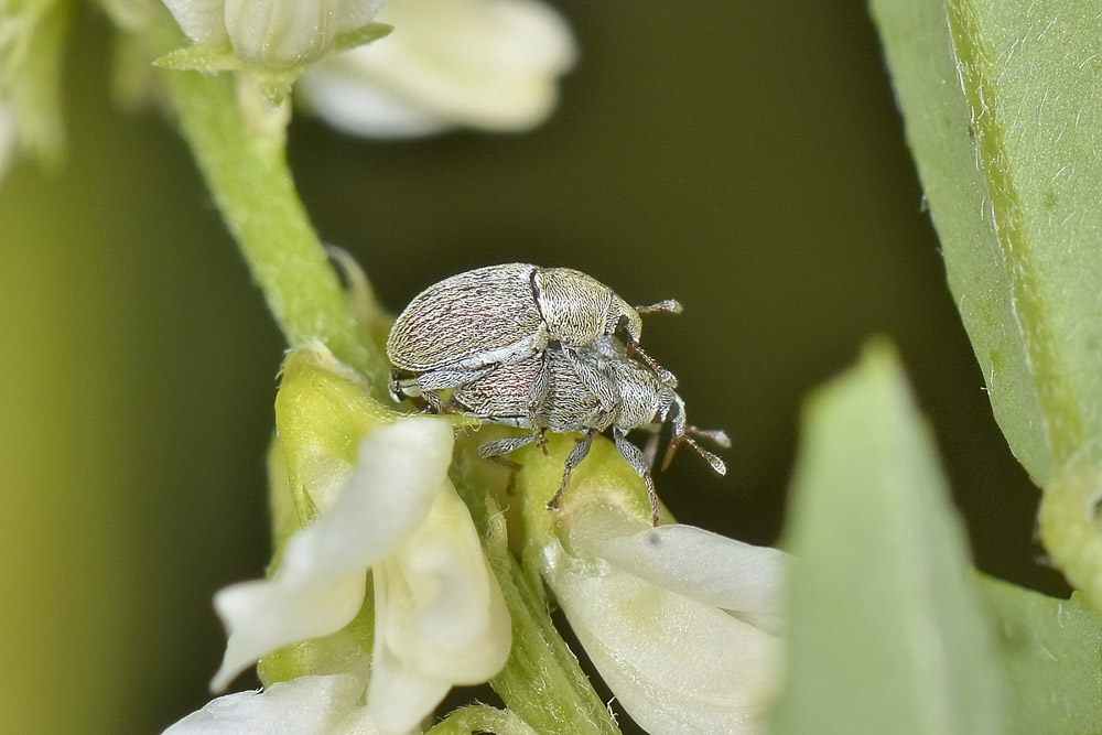 Tychius ma quale? - Tychius meliloti